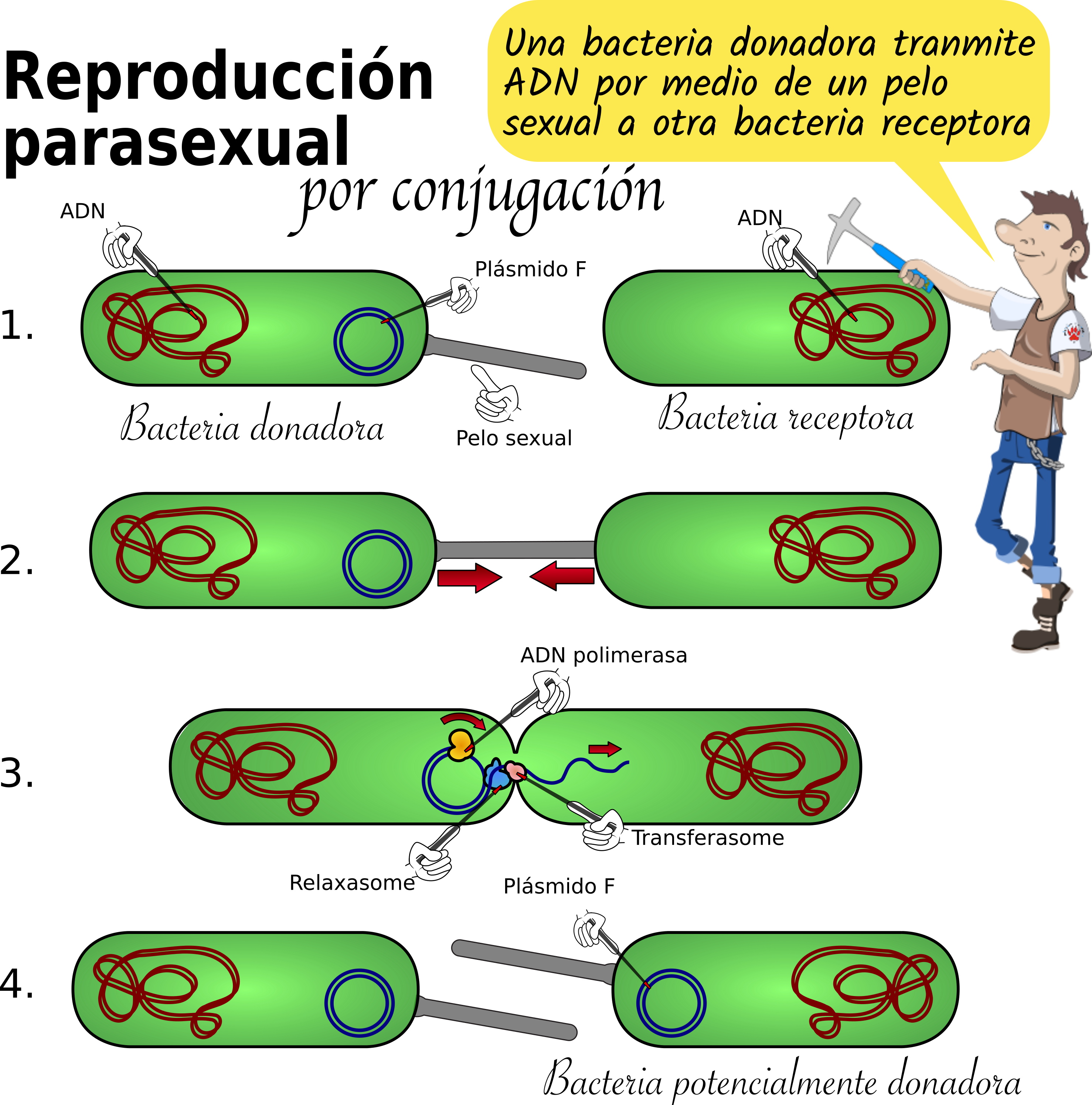 Tema 18.3 Bacterias